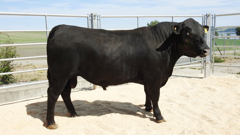 Svart okse av rasen Aberdeen Angus fotografert fra siden. Står ute i en binge.